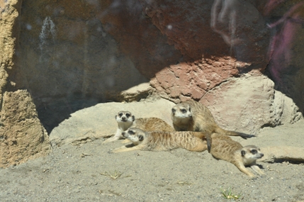 Meerkats