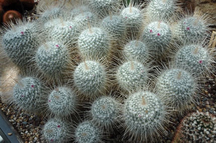 cactus 