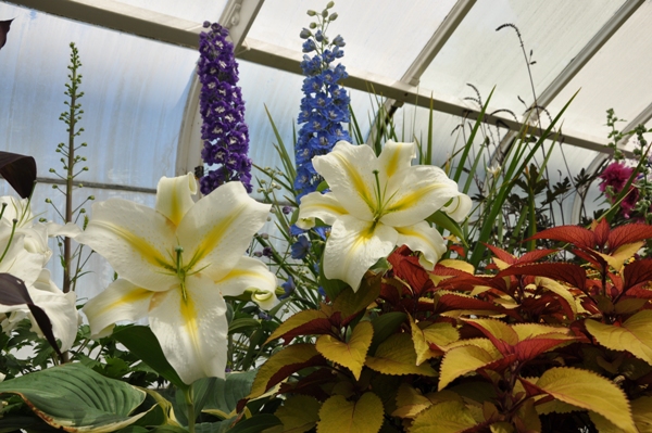 Volunteer Park Conservatory