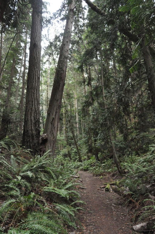 beach trail