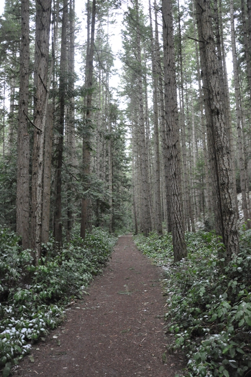 fireweed lane