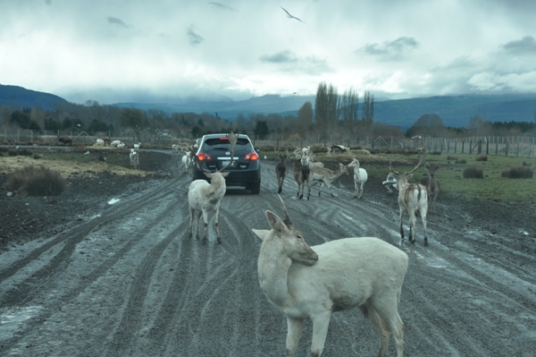 olympic game farm