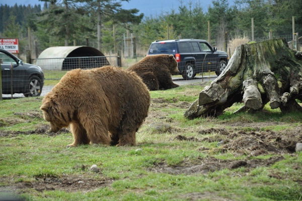 Kodak Bear