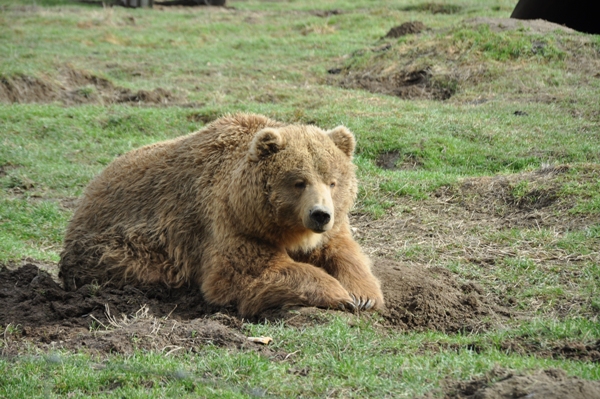 Kodak Bear