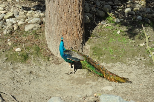 Peacock