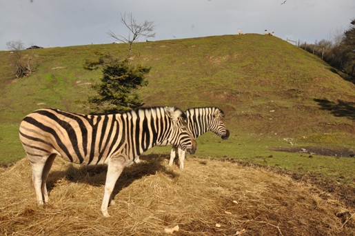 Olympic Game Farm