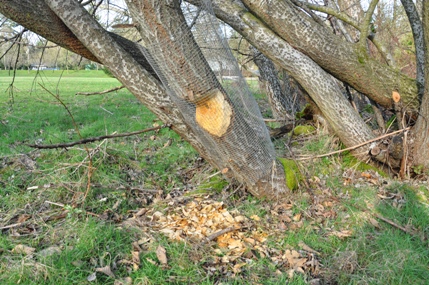 Beaver damage