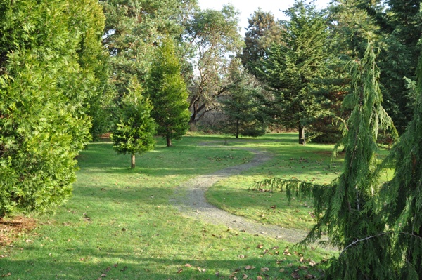 Pacific Northwest Conifer 