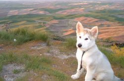 Steptoe Butte