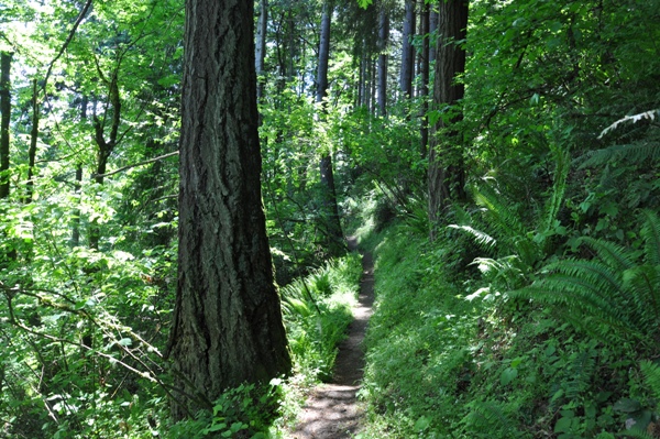 Swan Creek Trail