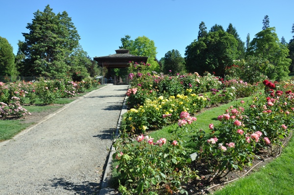 rose gardens