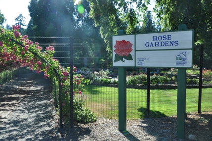 rose gardens