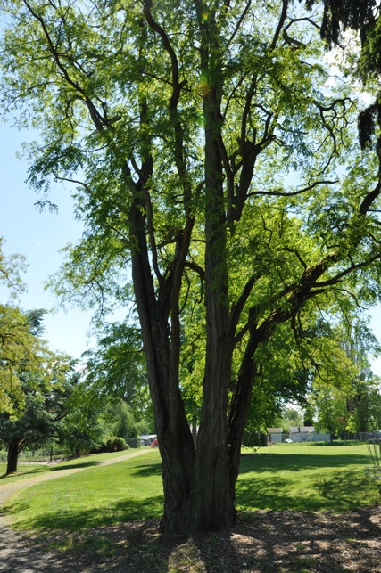 Roosevelt Park 