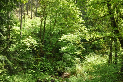 Swan Creek Canyon