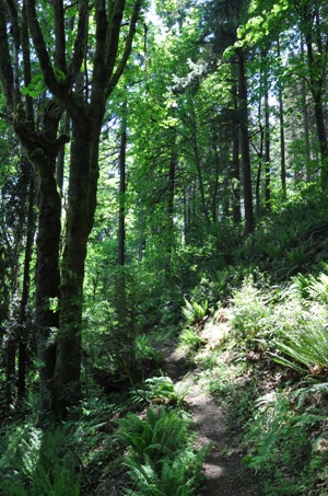 Swan Creek Trail