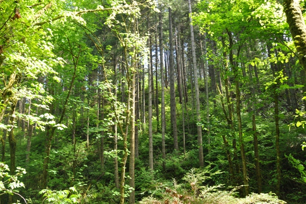 Swan Creek Canyon