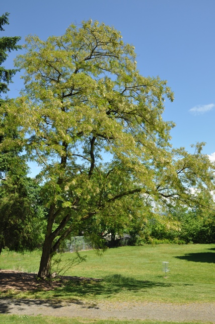 Roosevelt Park 