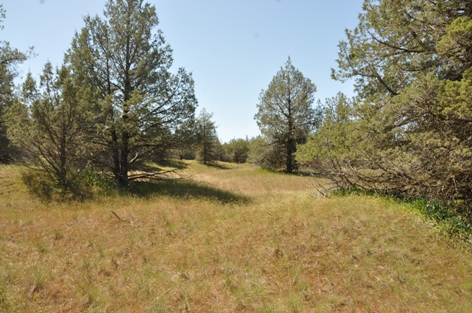 Juniper forest