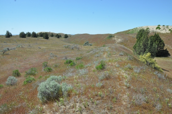 juniper dunes