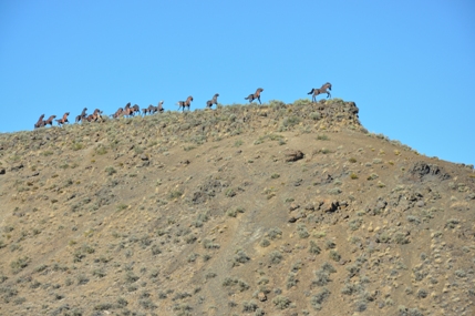 Horses on the Hill