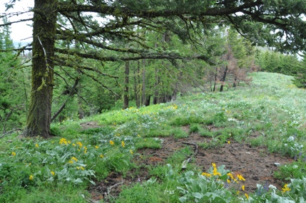 horse lake mountain