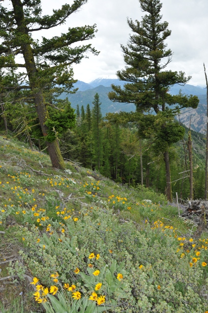 horse lake mountain