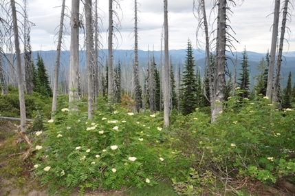 nason ridge fire