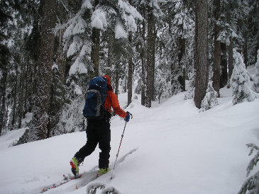 Skiing through the trees