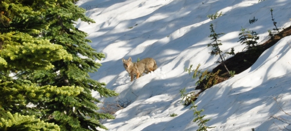 Large coyote