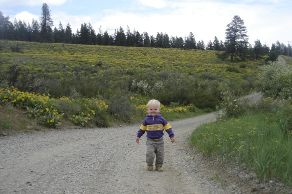 Washington Wildflowers