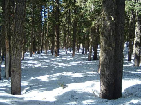 Old growth forest