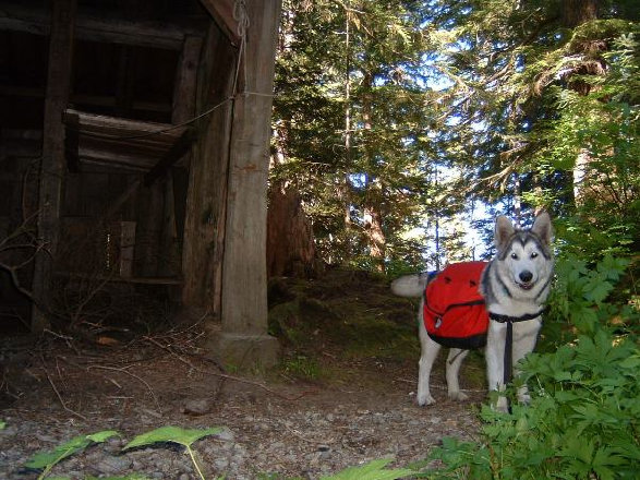 Lake Quinault hikes