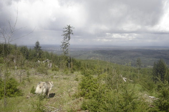 Dog in the brush