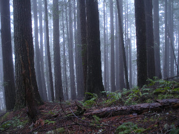 Round Mountain forest