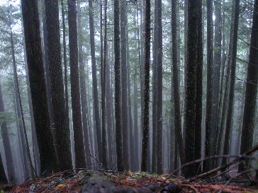 Round Mountain forest