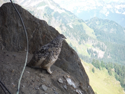 Ptarmigan 