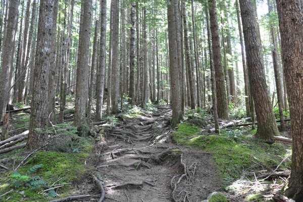 haybrook lookout trail