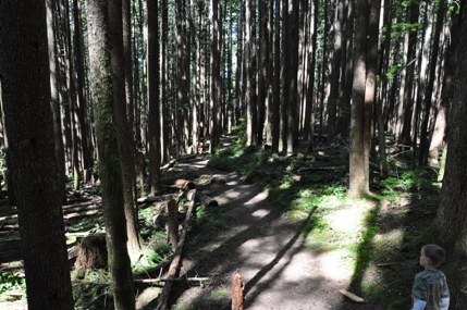 haybrook lookout trail