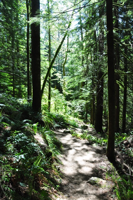 haybrook lookout trail