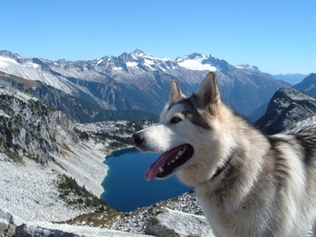 Dog on the mountain