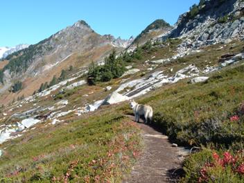 Hidden Lake trail