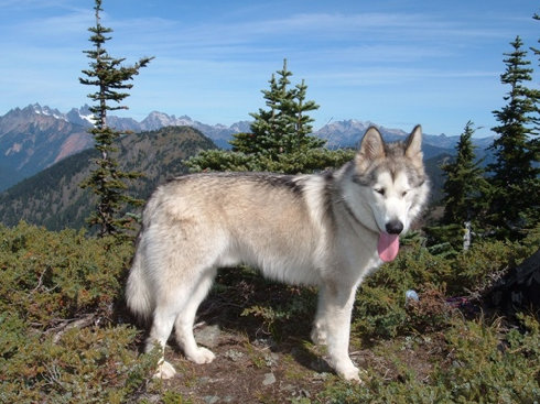 My hiking partner 