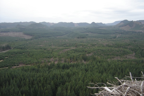 Snoqualmie Tree Farm