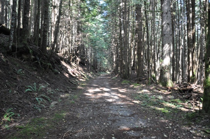 forest road