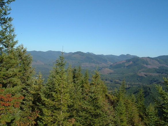 Tree farming