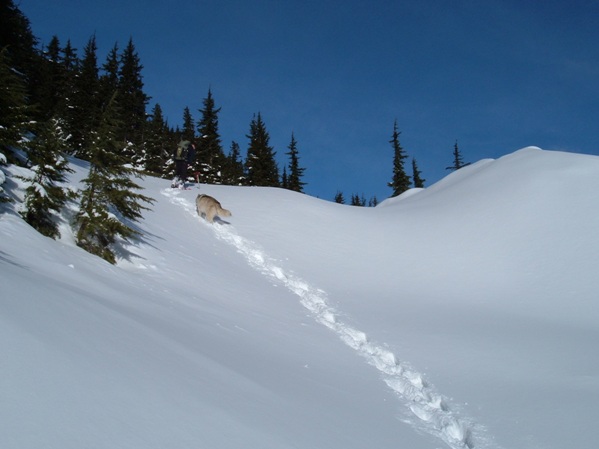 snowshoe trail