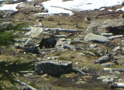 Bear on Sloan Peak