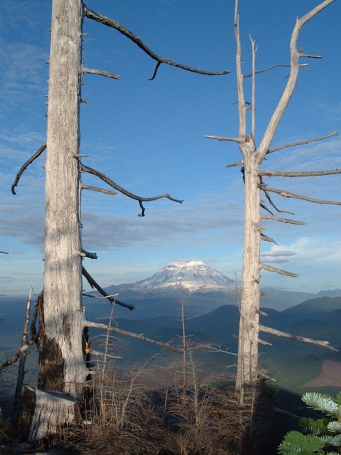 Rainer through trees