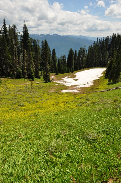 Purcell Mountain meadows