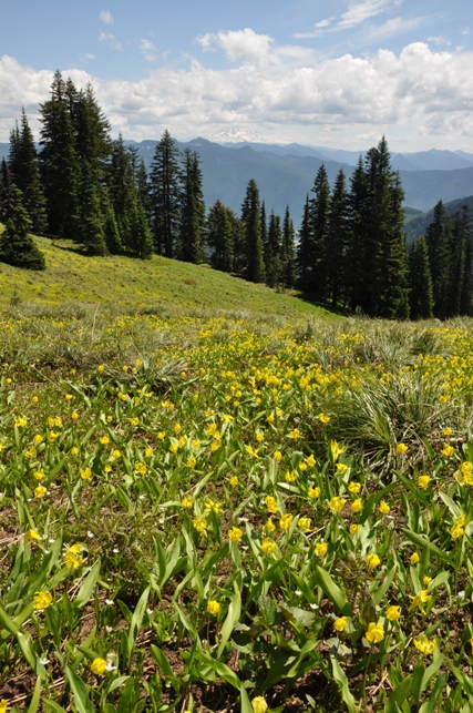 Purcell Mountain meadows